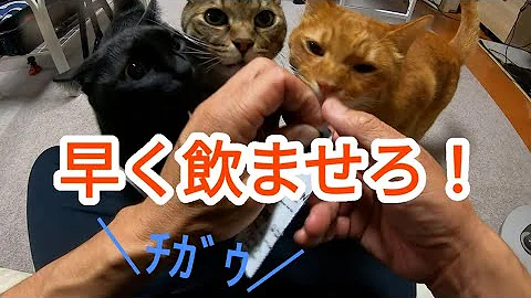 シラミ Mp3 シラミ Mp3