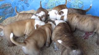 bully buffdogs puppy feeding time