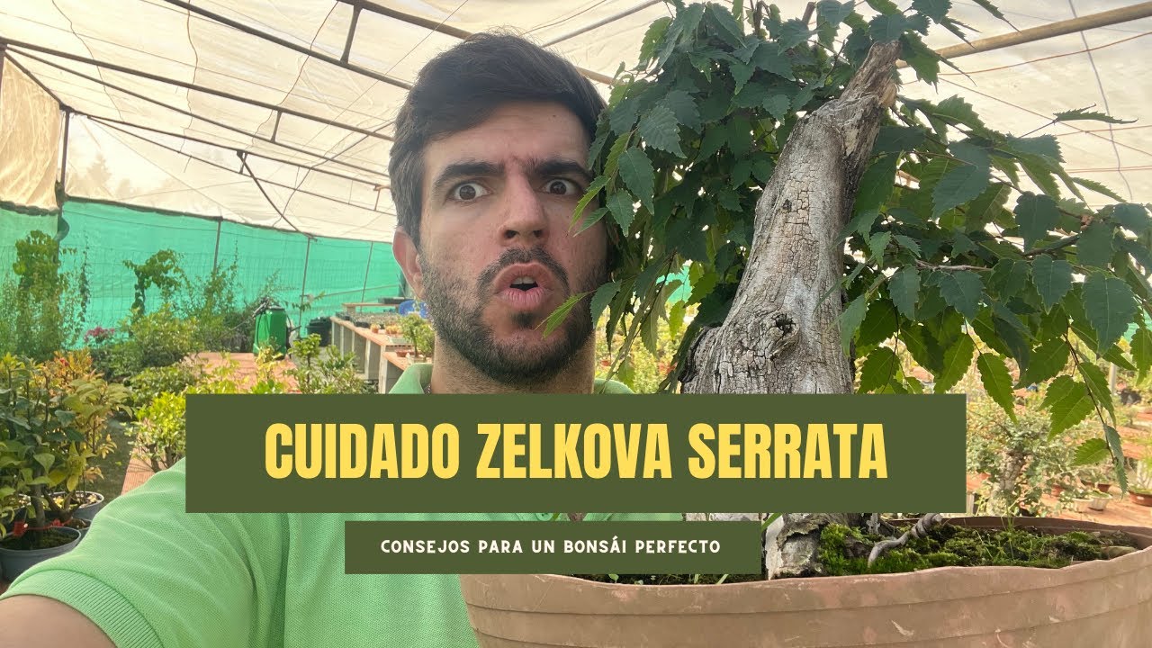 Zelkova Serrata Bonsái: Todo lo que Necesitas Saber para Su Crecimiento y Cuidado