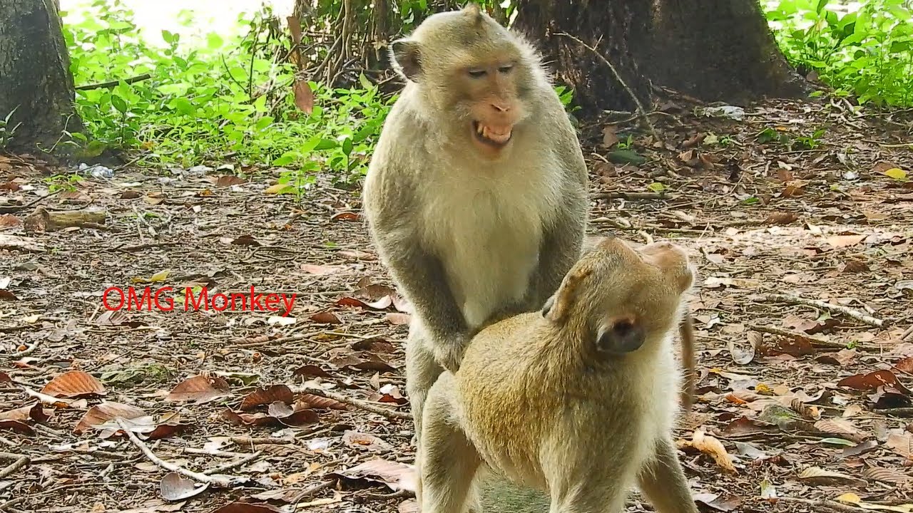 Photos of porn star fucking real monkey animal