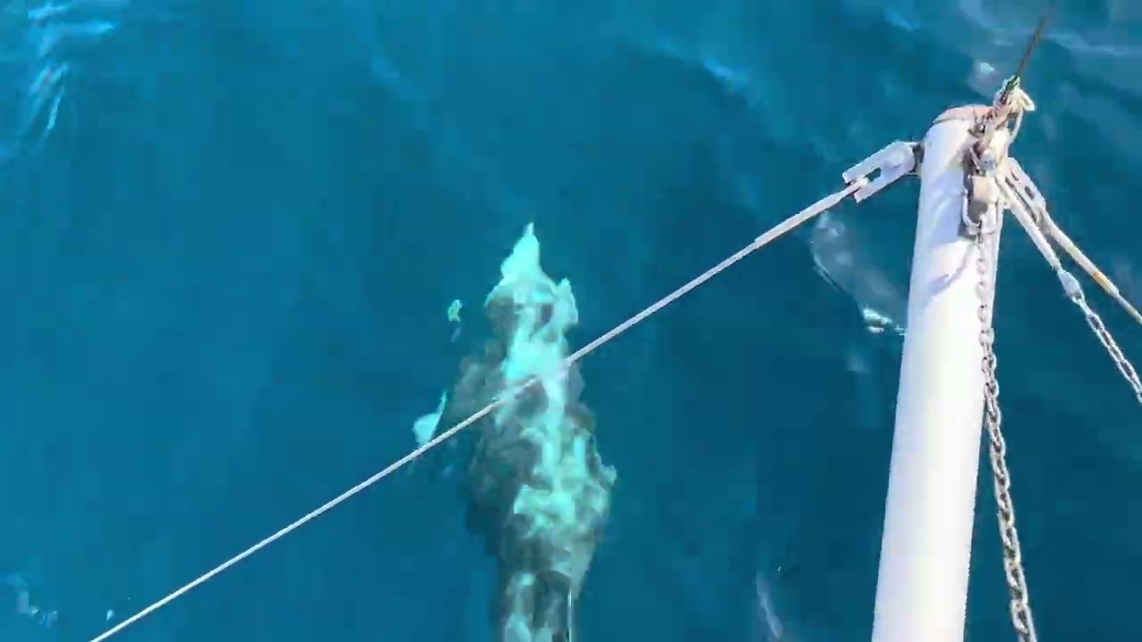 Navegamos junto a un grupo de mulares con Catamaran Dragon de Oro desde Puerto Deportivo Benalmadena