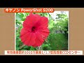 キヤノン PowerShot S200(カメラのキタムラ動画_Canon)