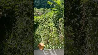 Amazing window view! #guessthecountry #guesswhere #foryou #everyone #shortsviral #coolshorts #viral