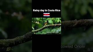 Rain day in Costa Rica. costarica birdwatching travel birders nature birdlovers birding cool