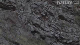 Wild Snow leopard climbing among rocks on a mountainside, Altai Mountains, Mongolia