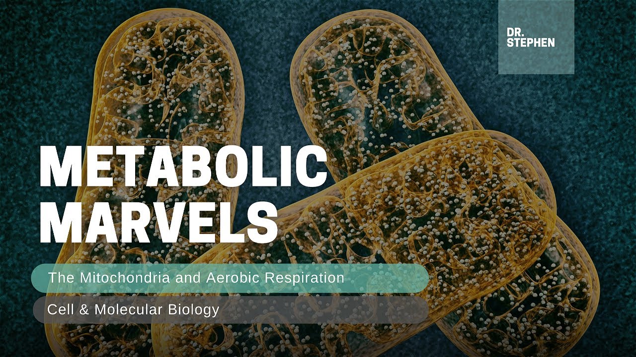 CELL BIOLOGY | The Metabolic Marvels - YouTube