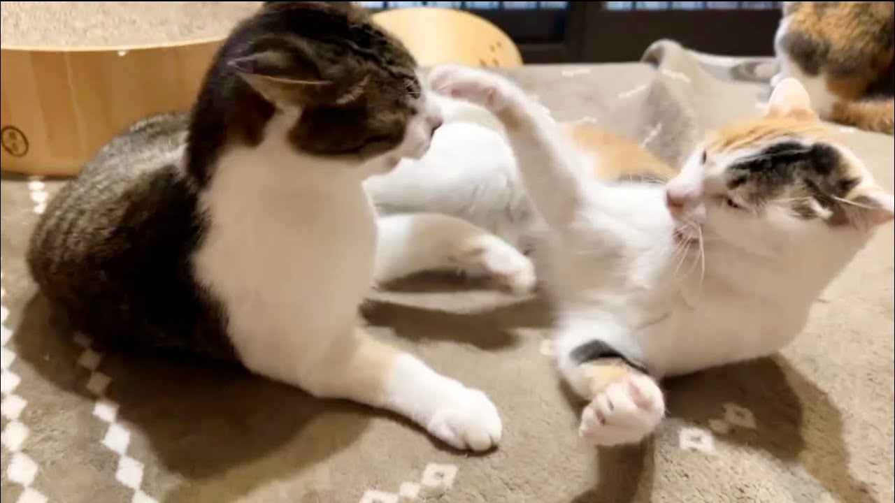 早く起きてみたけどやっぱり猫達が朝からコレだった - YouTube