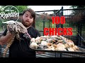 Massive tegu feeding flying tegu