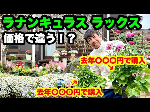 ◇価格で違う【ラナンキュラス ラックス】今年もやっぱり綺麗だ
