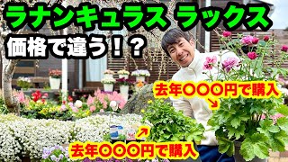 ◇価格で違う【ラナンキュラス ラックス】今年もやっぱり綺麗だ