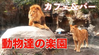 ライオンたちの楽園　カフェバー　21時〜22時