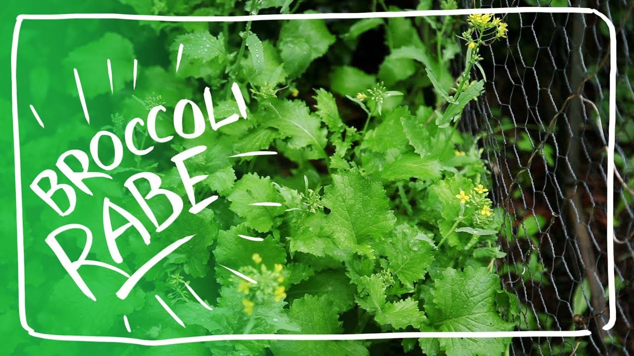 Growing And Enjoying Broccoli Rabe From Seed - Broccoli Raab - Rapini