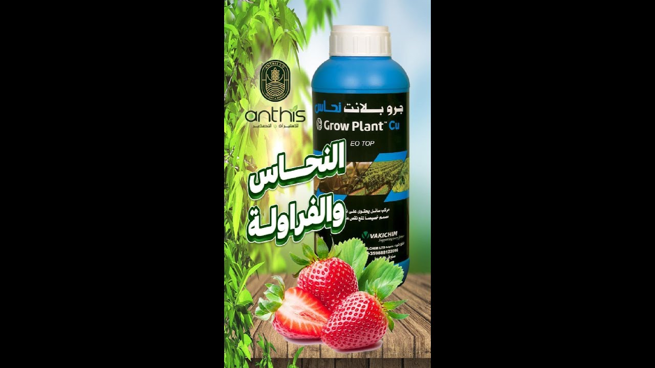 ليه عنصر النحاس مهم جداً في الفراولة ؟