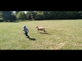 Labrador at the park