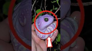 Les animaux qui ne ressemblent à aucun autre 😱 #shorts
