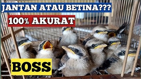 cara membedakan cendet anakan jantan dan betina