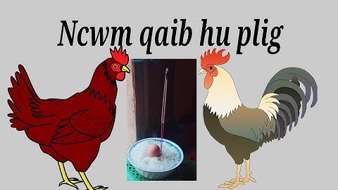 Qhias ncwm qaib hu plig