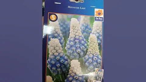 МУСКАРИ обзор  сортов и несколько  интересных фактов  #луковичные #мускари #купитьмускари