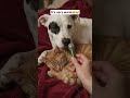 Cat and dog friends.