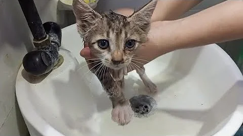 Watch the video about Rescuing a Street Kitten🐈First Bath with Antibacterial Shampoo!"