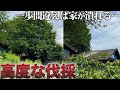 【職人技】"屋根を腐らせる柿の木"プロのチェーンソー技術が凄すぎる…【見ててスッキリ】【128日目】