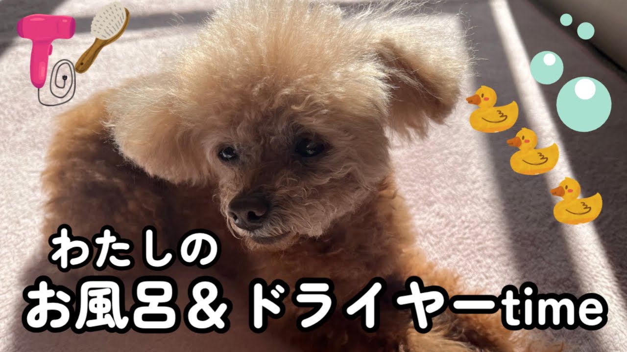 ナナちゃんのお風呂DAY🛀💓✨😆