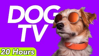 DOG TV  20 Hour Virtual Walking Experience for Dogs (NEW)