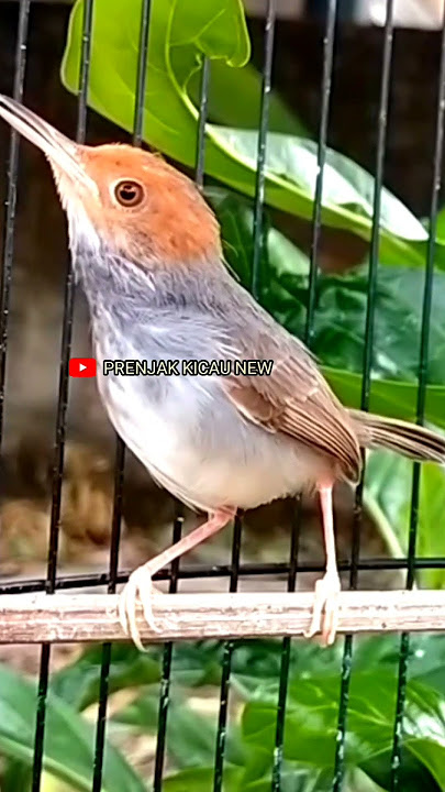 MASTERAN PRENJAK BETINA. Shorts#