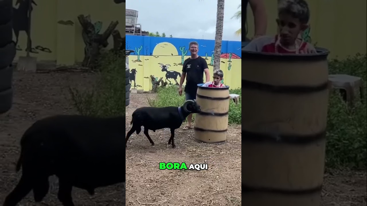 Aventuras Divertidas com o Galo  Amizades Inusitadas