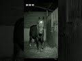 horse 🐴 in CCTV camera 🎥 #viral #horse #funny #horror