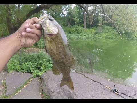 NYC Bass Fishing: Central Park Smallmouth 