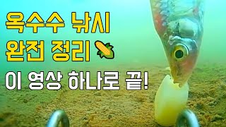 옥수수 미끼 완전 정리! 밑밥, 선택, 낚시법까지 한 번에!#fishing #낚시 #붕어낚시 #민물낚시 #잉어낚시 #낚시터 #낚시리뷰#옥수수