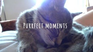 Purrfect moments: Cat purrs and cuddles by Jonasek The Cat 2,598 views 8 years ago 1 minute, 22 seconds