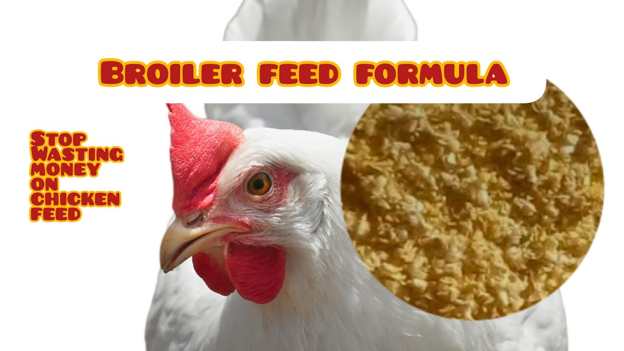 how-to-formulate-cheap-broiler-feed-at-home-poultry-youtube