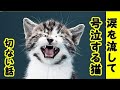 👀 子猫の切ない話・猫が号泣してる姿を見た。人間の子供が泣いてる姿と変わりなく衝撃を受けた・招き猫ちゃんねる