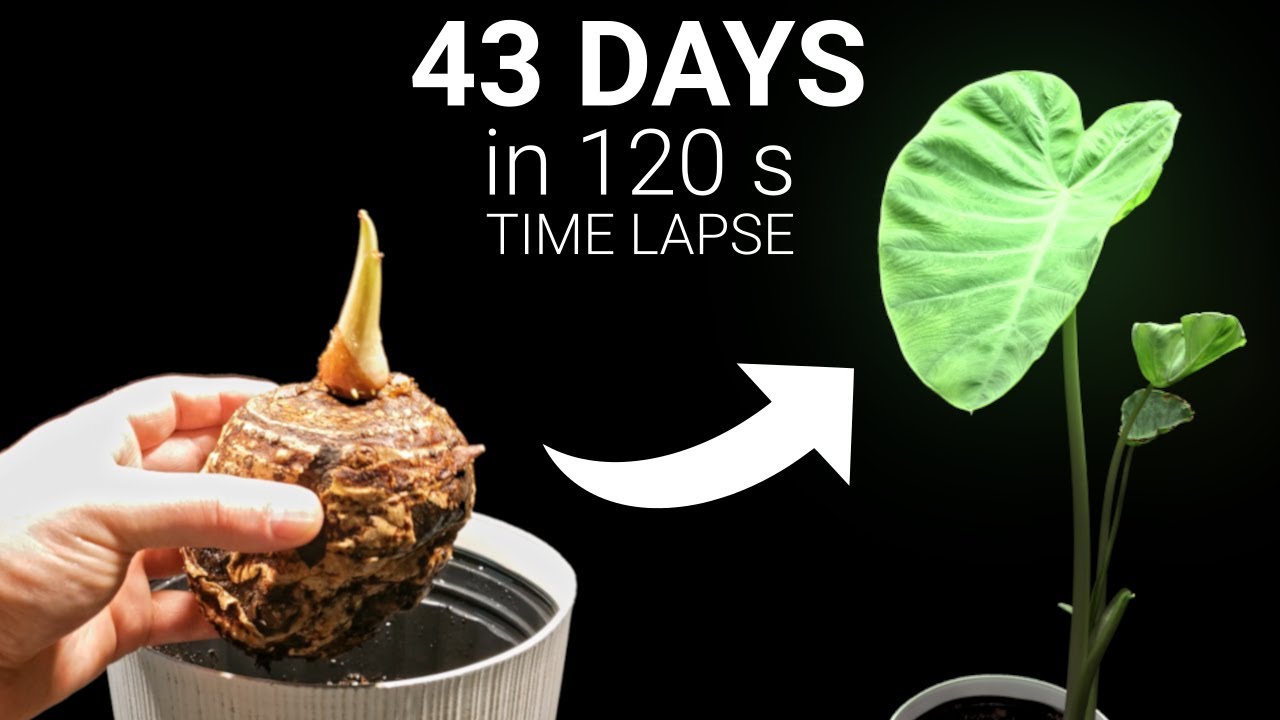 Growing Elephant Ears from Bulb Time Lapse YouTube