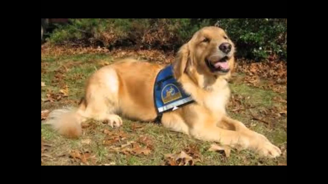 Golden Retriever Service Dog Movie YouTube Golden Retriever Service Dog Movie YouTube