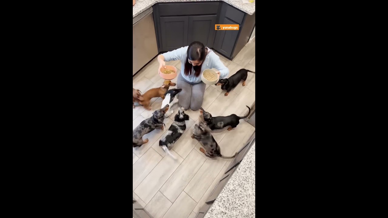 Life With 8 Dachshunds The Dodo