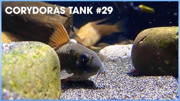 Tổng hợp các loại #Corydoras (Cá Chuột) #29