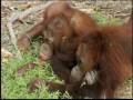 Orangutan Island - Saturnus: Ladies Man?