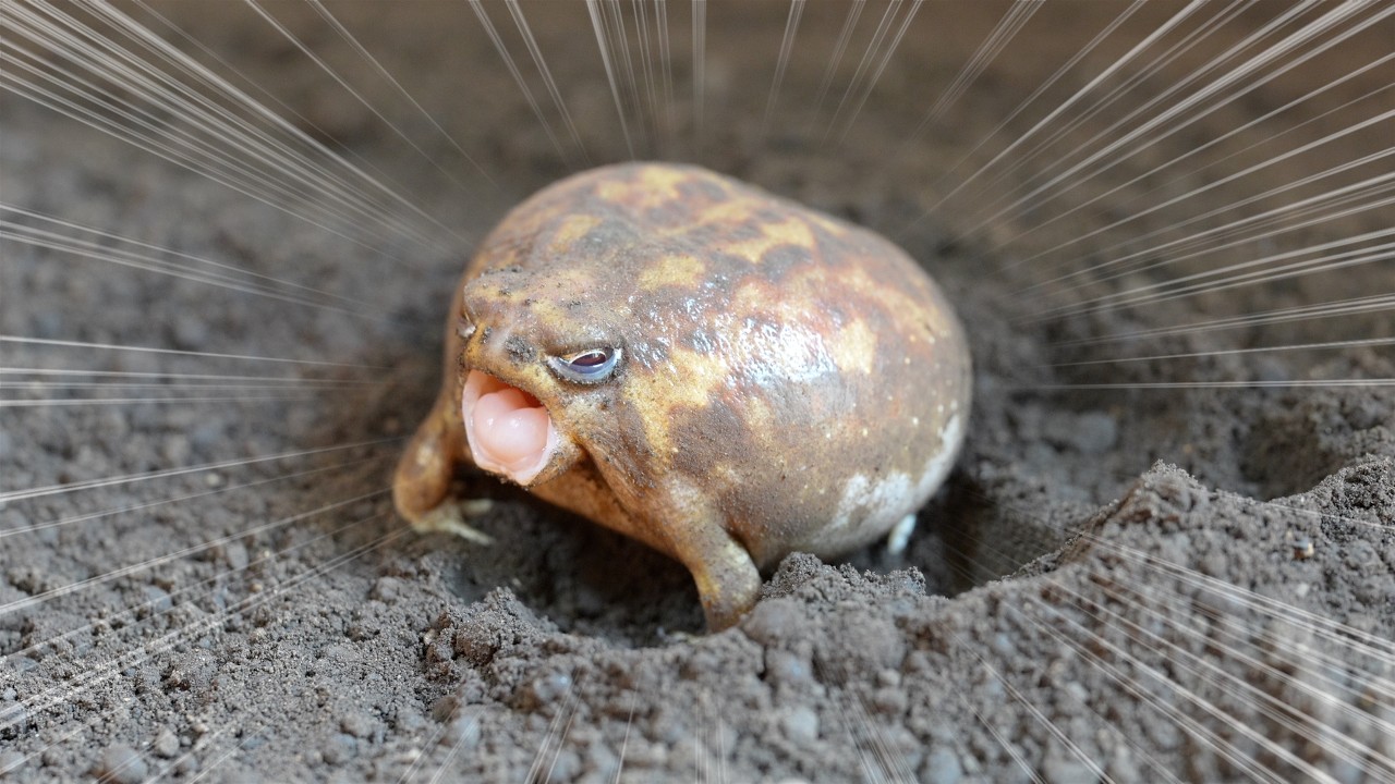 The cutest Rain frog yawn and tiny angel buttocks 🥱🍑