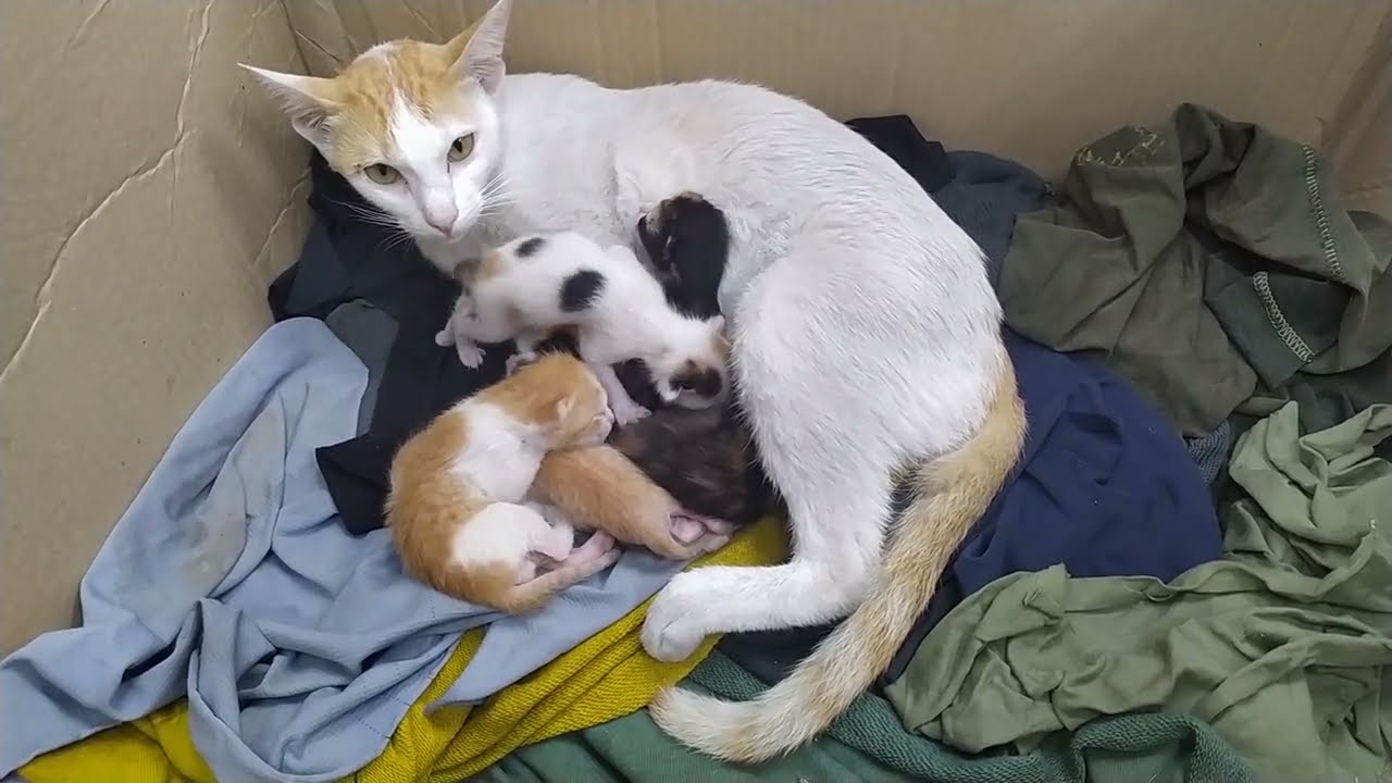 Mom cat cleaning her baby kittens YouTube