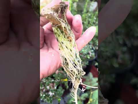 Mỗi khi nản lòng hãy nhớ 5 câu này #caycanh #bonsai #flowers #bonsaitree #tamtrang