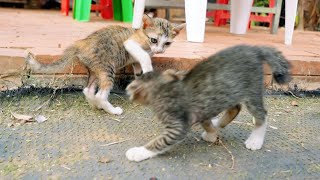 Kitten Slaps Sibling In Playful Chase Time