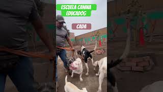 Perros muy peligrosos no presentan peligro en mi escuela #dogtrainingtips #dogcoach #pitbull