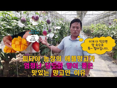 #통영애플망고 #애플망고자르는법 통영 애플망고 농장 견학- 애플망고 재배전망, 애플망고 자르는 법, 애플망고 직거래 안내, 완숙 애플망고 재배로 수입 망고보다 훨씬 좋은 향과 맛!