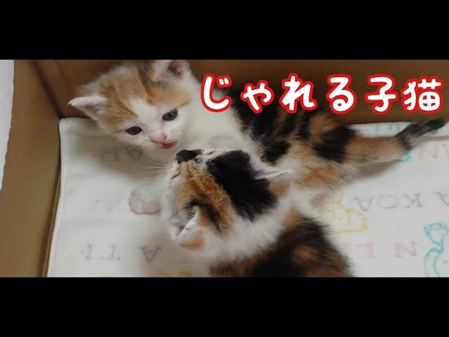 子猫と子猫による子猫のためのキャットファイト