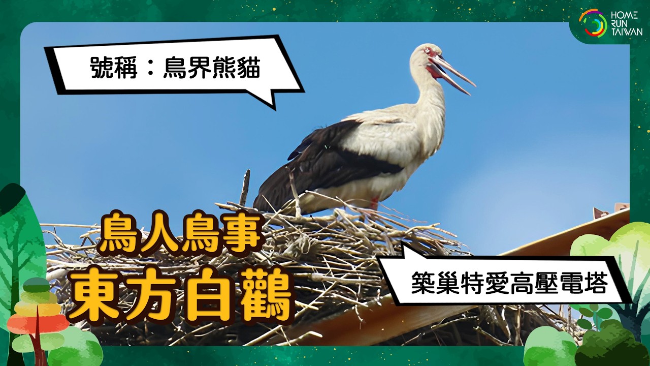 #鳥人鳥事|高壓電塔上的育兒日記-東方白鸛 縮圖
