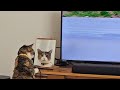 徐々に人間だとバレはじめる猫