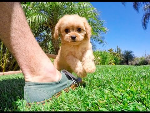cavapoo for adoption cavapoo for adoption
